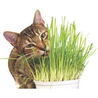 Cat Grass - Improving your Cats' Digestive Health
