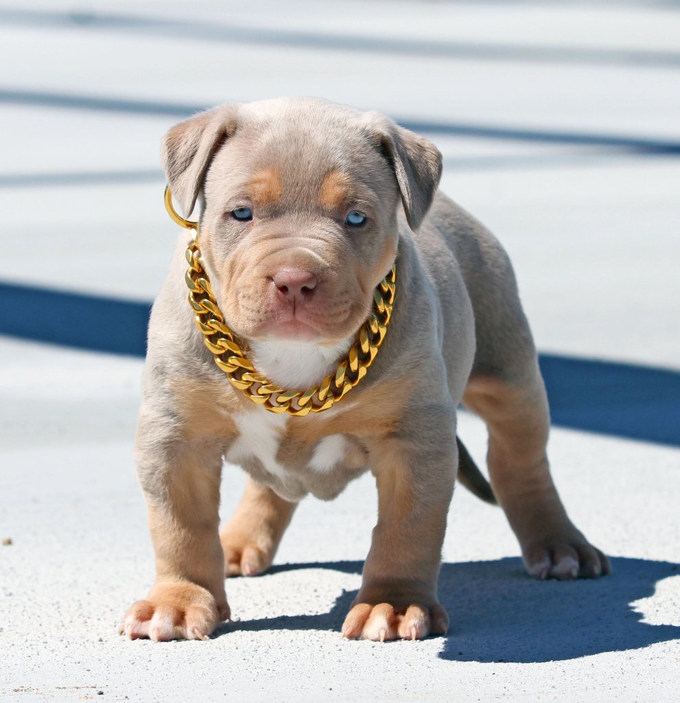 gold choke chain dog collar