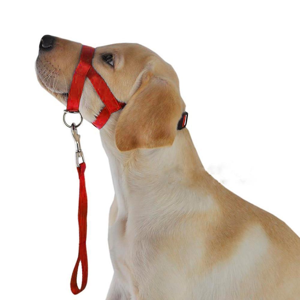 no pull dog lead figure of 8