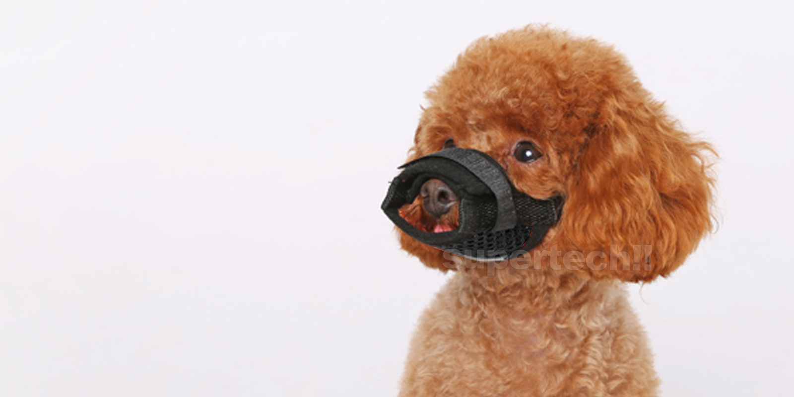 muzzle for toy poodle