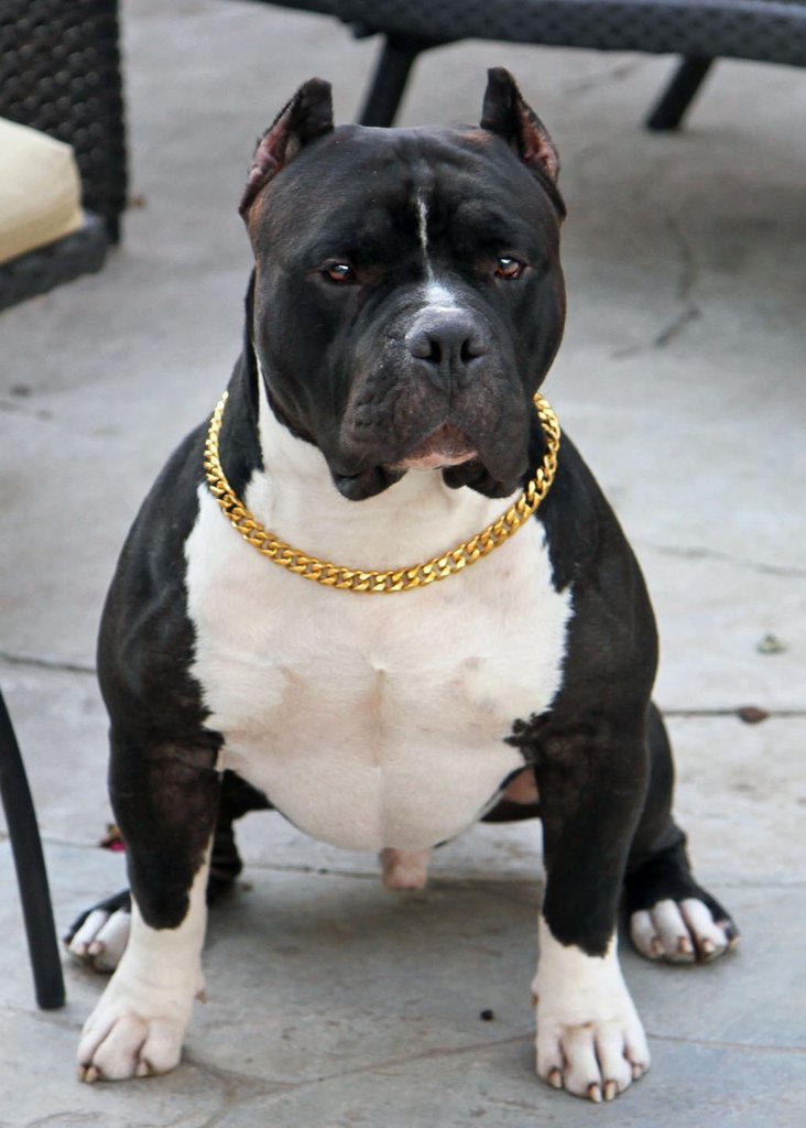 black pitbull with gold chain