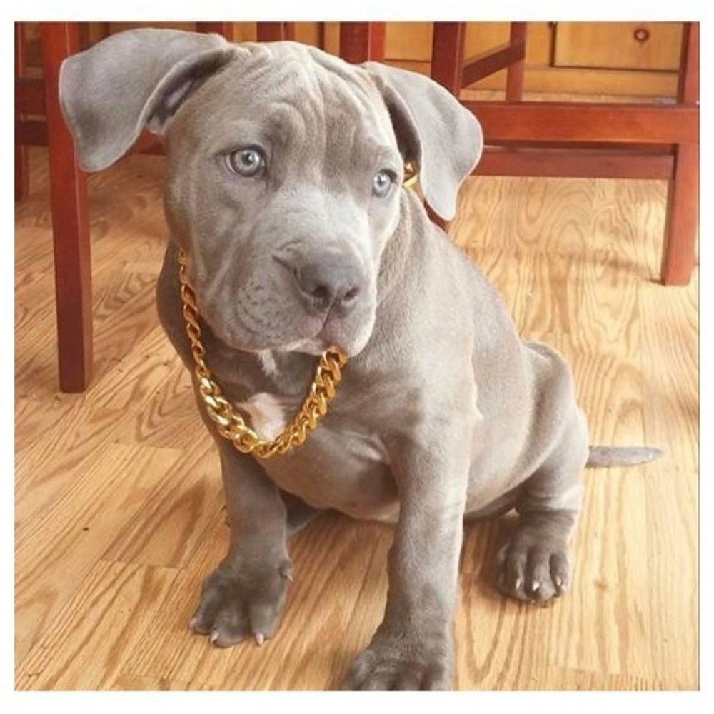 black pitbull with gold chain