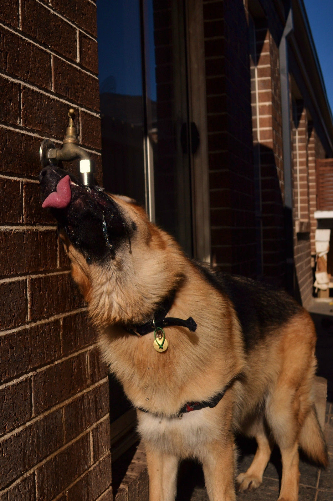 unflippable dog water bowl