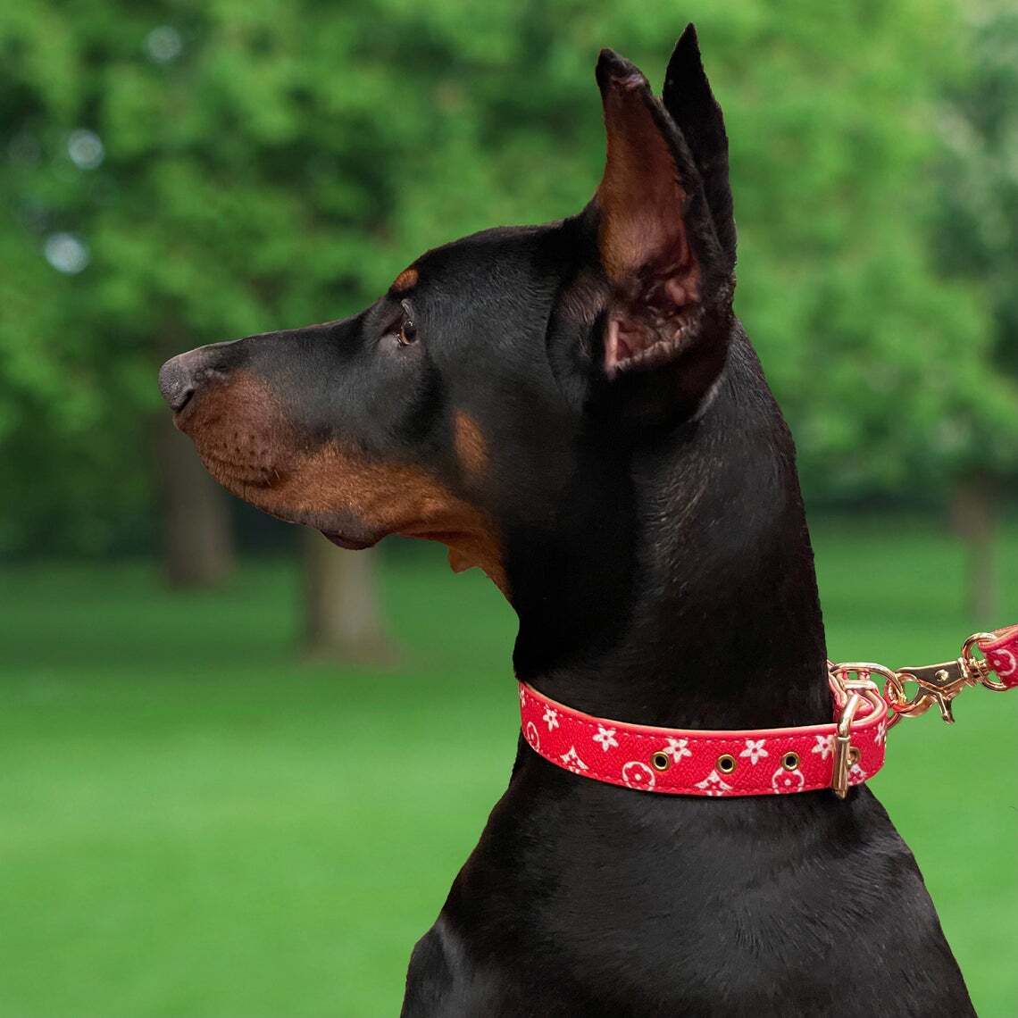 Need Designer Dog Collars? Get Today Luxury Doberman Leather Collar