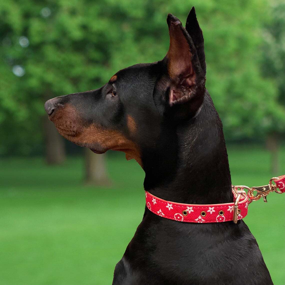 Designer Dog - Luxury Dog Collars