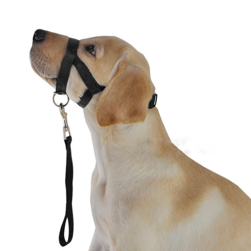 Halter Harness Dog Puppy Training Halti Walk Lead No Pull Gentle Head Leader - Picture 60 of 60