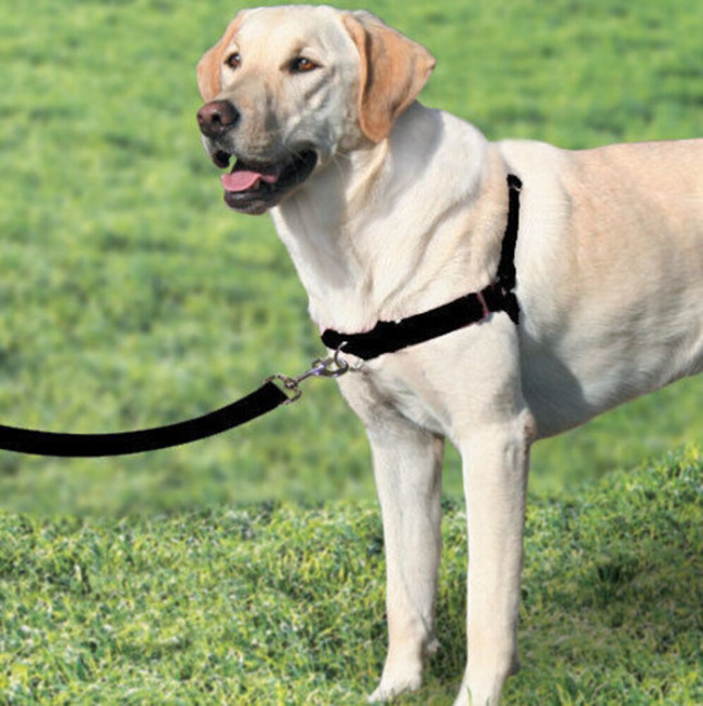gentle dog harness