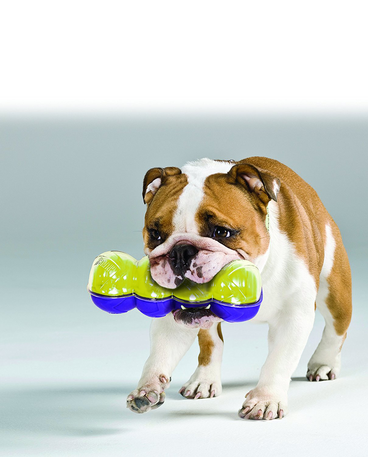 KONG Sqrunch Toy - Crunchy Chew Toy for Fetch and Play - Small and Large Breeds - Picture 7 of 11