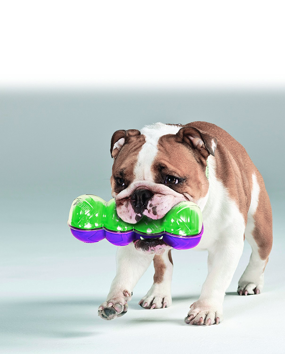 KONG Sqrunch Toy - Crunchy Chew Toy for Fetch and Play - Small and Large Breeds - Picture 11 of 11
