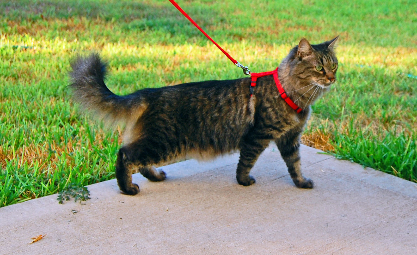 cat walking leash harness