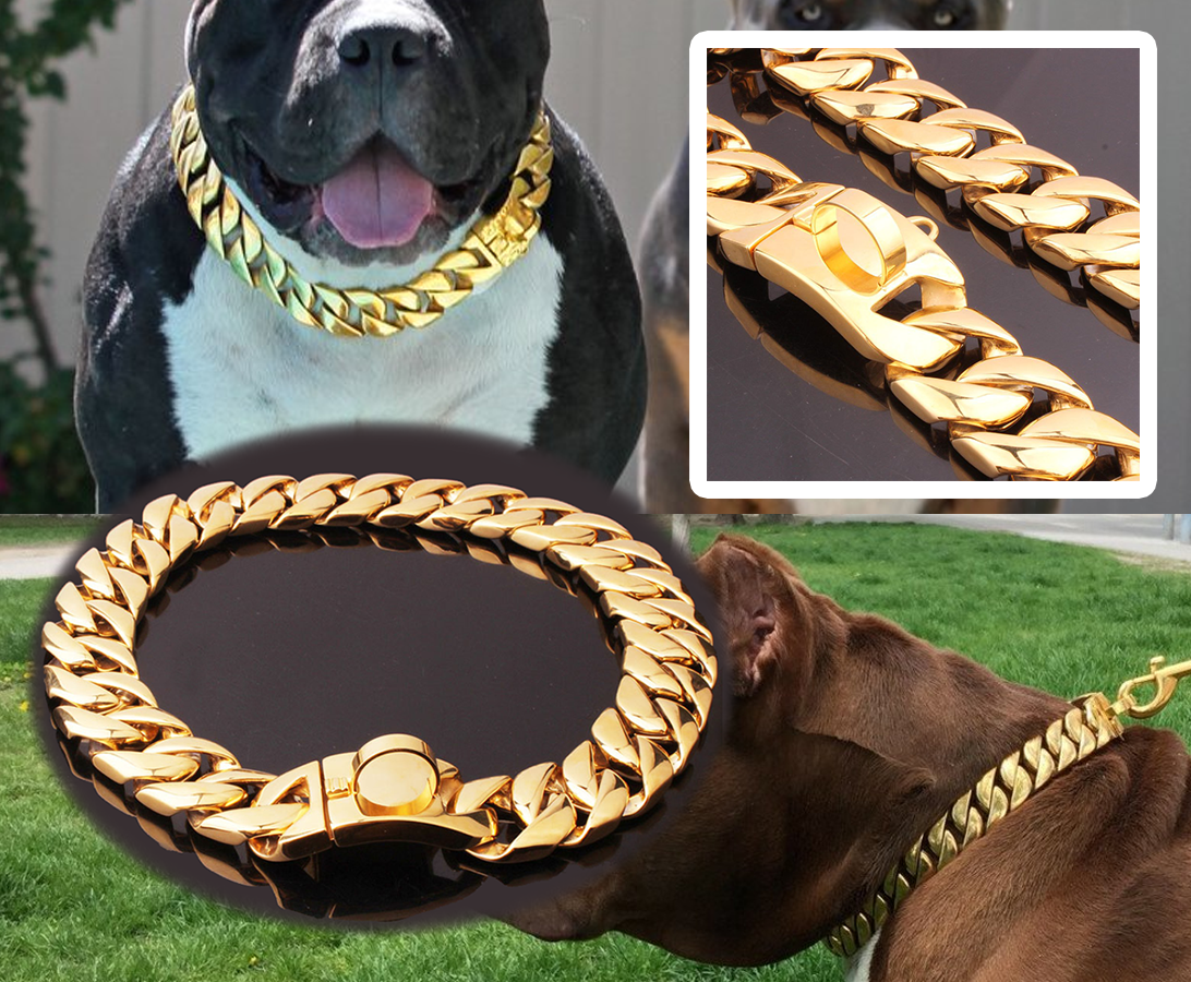 dog collar and chain