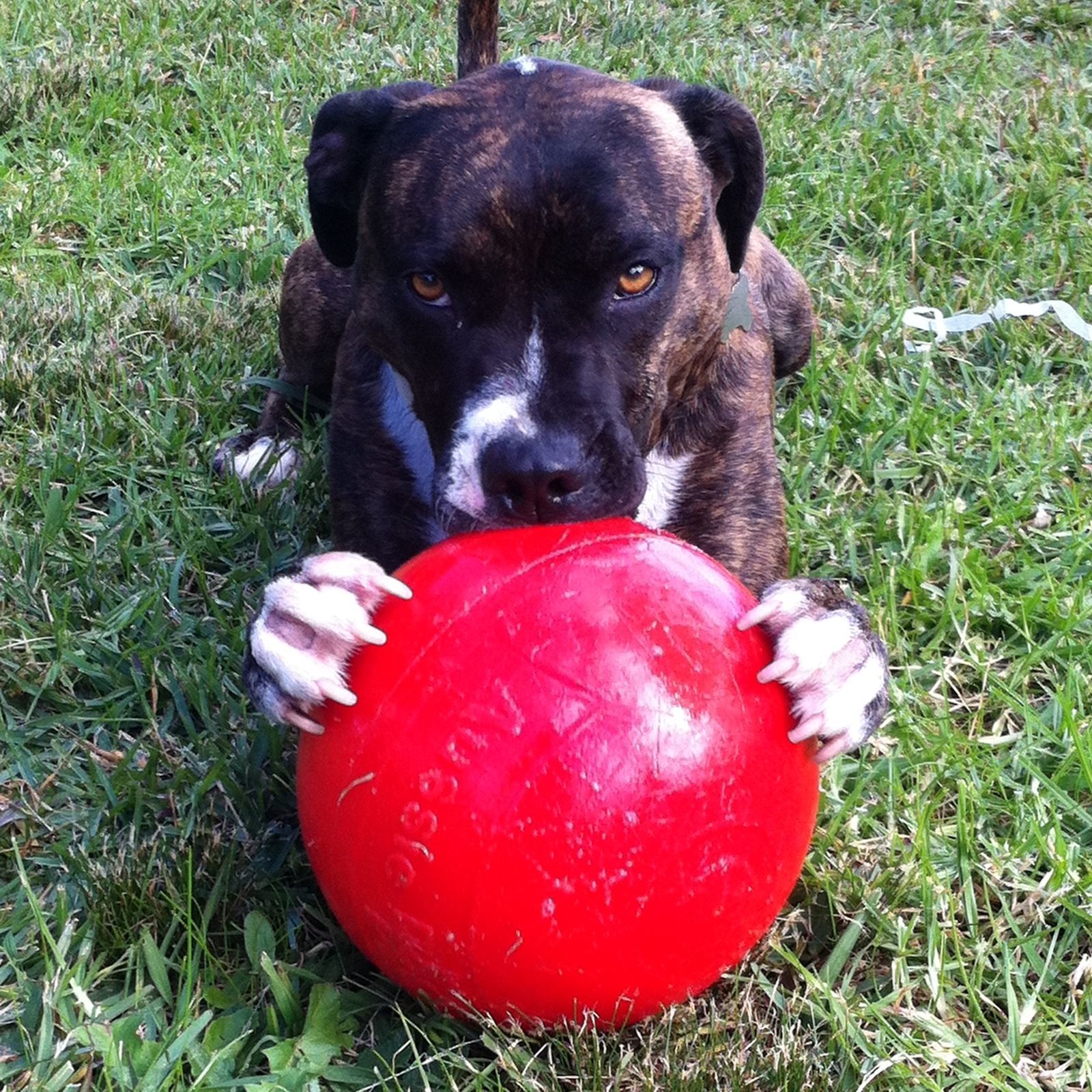 staffy ball reviews