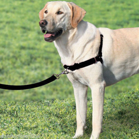 gentle leader harness