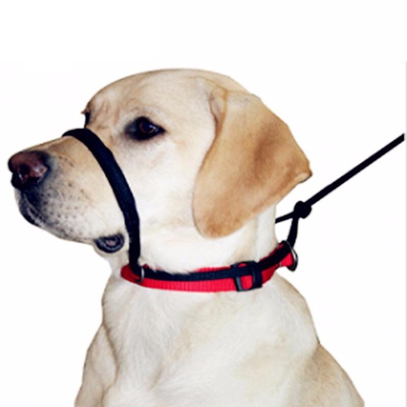 Sporn Muzzle Halter Harness Collar