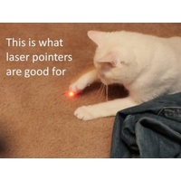 2in1 Laser Pointer and Torch - Great Cat Toy