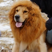 Lion WIg For Dogs