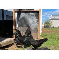 Fertile hatching eggs Ayam Sumatra - Rare Black Sumatra eggs