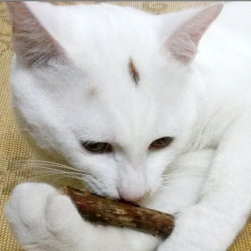 Natural Catnip Chew Stick Treat